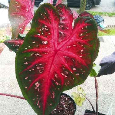 Caladium 'Red Flash'