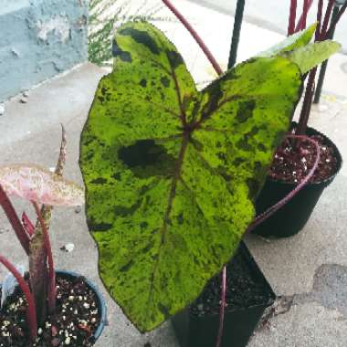 Colocasia esculenta 'Mojito'