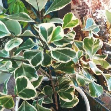 Ficus Triangularis 'Variegata'