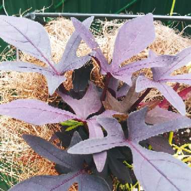 Ipomoea batatas 'Blackie'