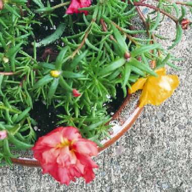 Portulaca 'Happy Hour Mixed'