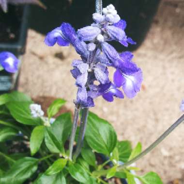 Salvia farinacea 'Sallyfun Blue'