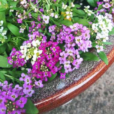 Lobularia maritima 'Easter Bonnet Mix' (Easter Bonnet Series)