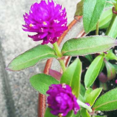 Gomphrena globosa 'Buddy Purple'