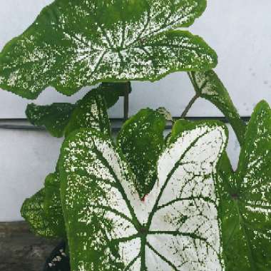 Caladium