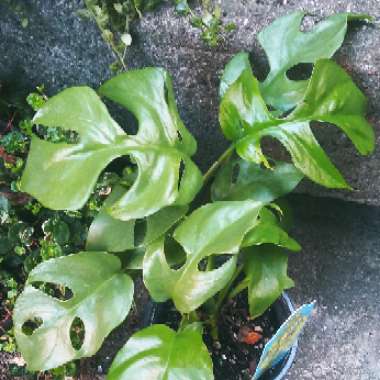 Rhaphidophora tetrasperma syn. Philodendron 'Piccolo', Philodendron 'Ginny', Monstera 'Minima', Philodendron 'Minima'