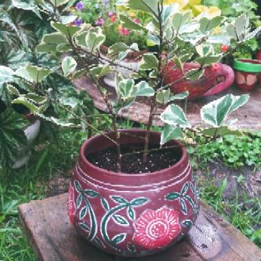 Ficus Triangularis 'Variegata'