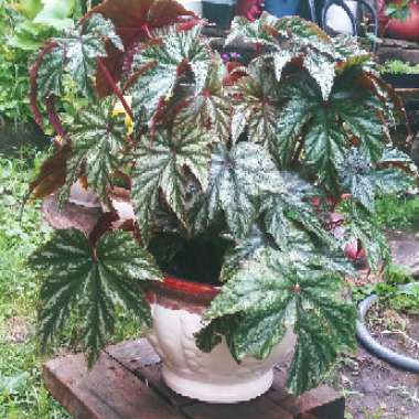 Begonia 'Gryphon'