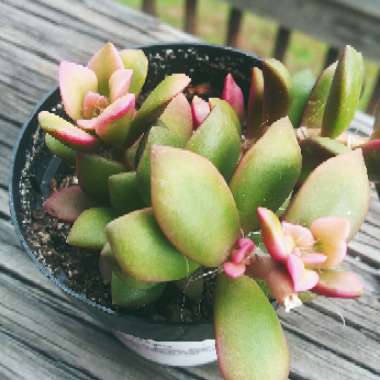 Anacampseros telephiastrum 'variegata'