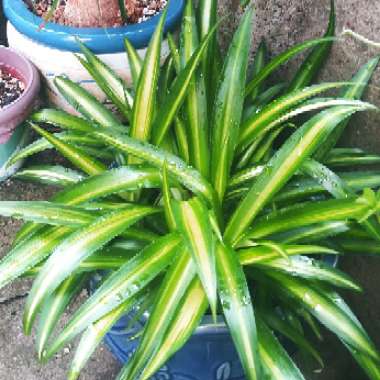 Chlorophytum viridescens 'Hawaiian'