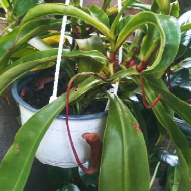 Nepenthes