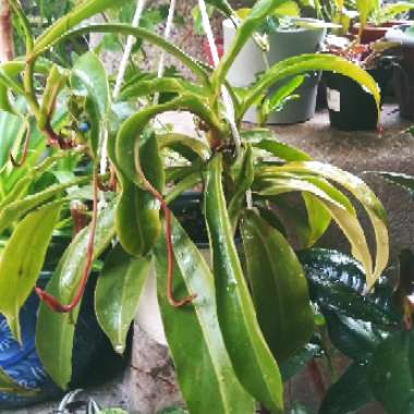 Nepenthes