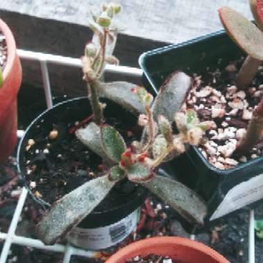 Kalanchoe tomentosa 'Black Tie'