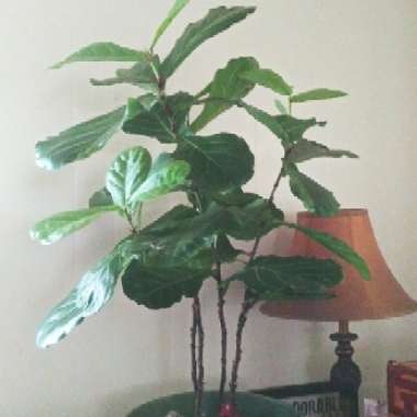 Ficus lyrata