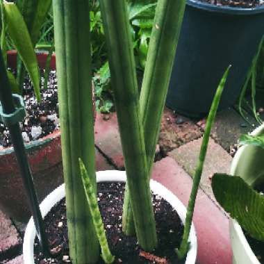 Sansevieria bacularis Cylindrica