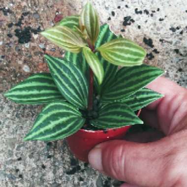 Peperomia puteolata