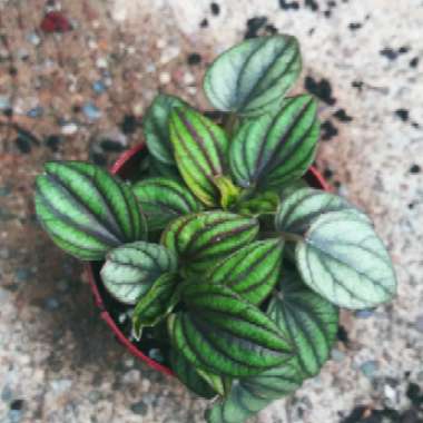 Peperomia 'Piccolo Banda'