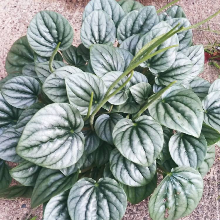 Plant image Peperomia 'Frost'