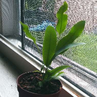 Phlebodium aureum