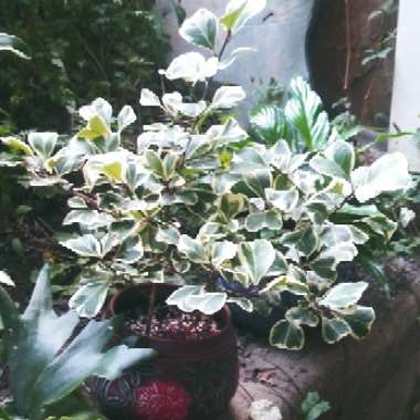 Ficus Triangularis 'Variegata'