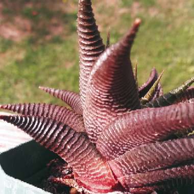 Haworthiopsis limifolia syn. Haworthia limifolia