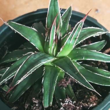 Agave 'victoriae-reginae'