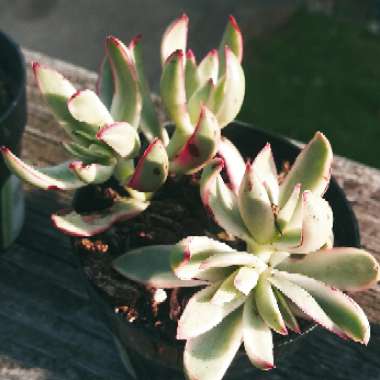 Crassula Rubricaulis Variegated