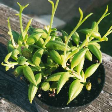 Senecio Radicans Glauca