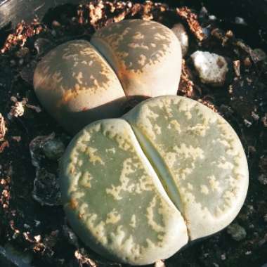 Lithops