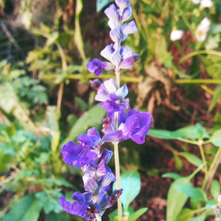 Plant image Salvia farinacea 'Sallyfun Blue'