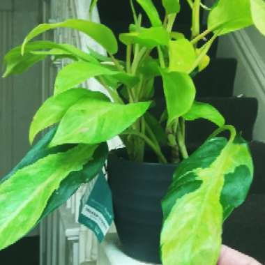 Philodendron 'Thai Sunrise'