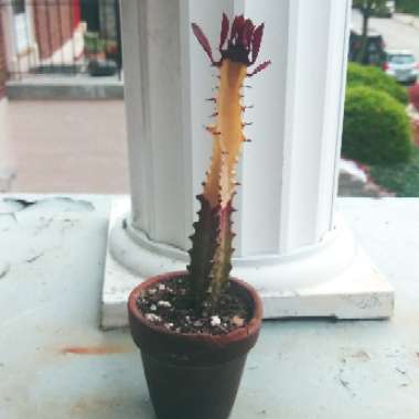 Euphorbia trigona rubra