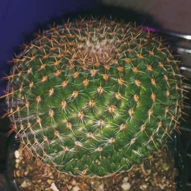 Mammillaria muehlenpfordtii syn. Mammillaria neopotosina, Mammillaria celsiana