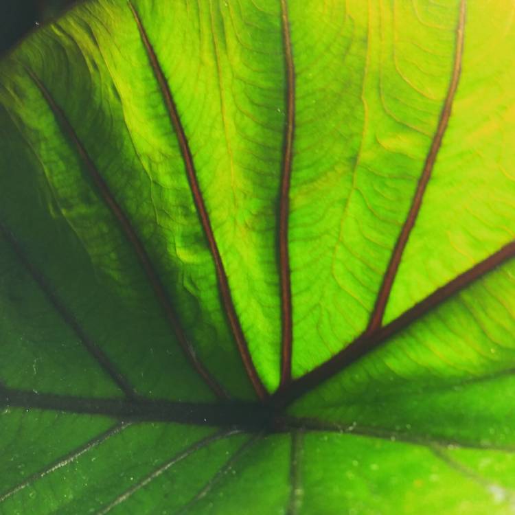 Plant image Colocasia esculenta 'Electric Blue Gecko' (Gecko Series)