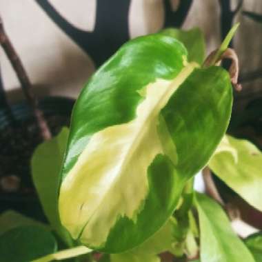 Philodendron 'Thai Sunrise'