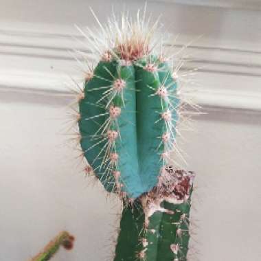 Pilosocereus azureus