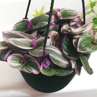 Tradescantia albiflora 'Nanouk'