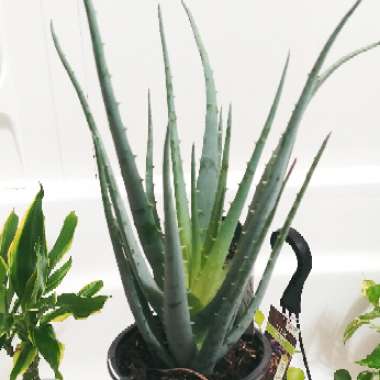 Aloe 'Blue Elf'