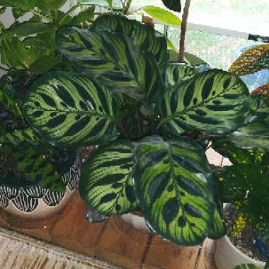 Calathea 'Makoyana'