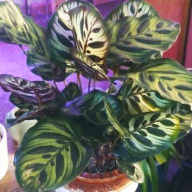 Calathea 'Makoyana'