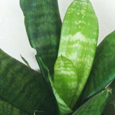 Sansevieria trifasciata Hahnii