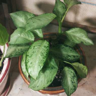 Dieffenbachia Maculata 'Tropical Tiki'