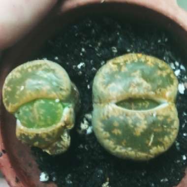 Lithops