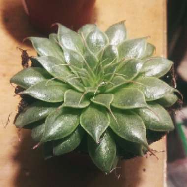 xGraptoveria Silver Star