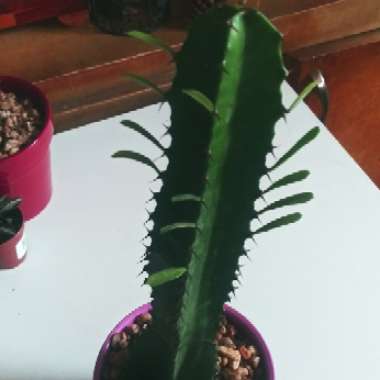 Euphorbia trigona rubra