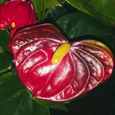 Anthurium (Andraeanum Group)  syn. Anthurium andraeanum