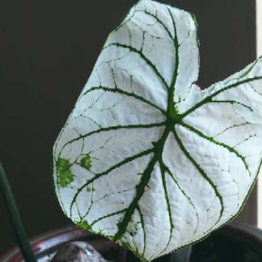 Caladium