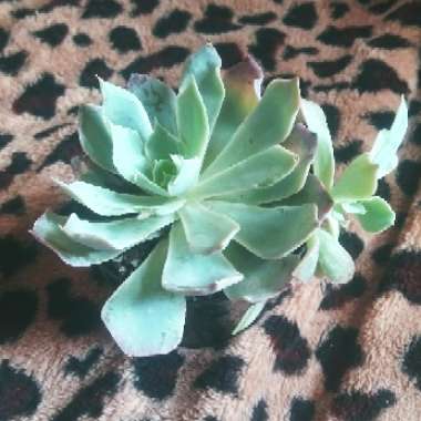 Echeveria Blue Heron