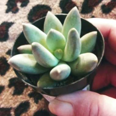 Pachyphytum bracteosum