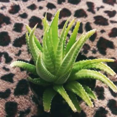 Haworthia fasciata var. variegata